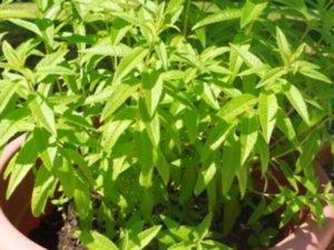 فوائد نبات التيزانة: العطر الطبيعي الذي يحمل خزانة من الصحة والعافية