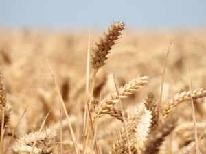 توقعات بارتفاع واردات القمح لثلاث دول أفريقية توقعات بارتفاع واردات القمح لثلاث دول أفريقية