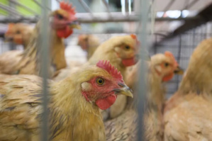 وفاة أول مصاب بشري بفيروس إتش5 إن2 من إنفلونزا الطيور وفاة أول مصاب بشري بفيروس إتش5 إن2 من إنفلونزا الطيور