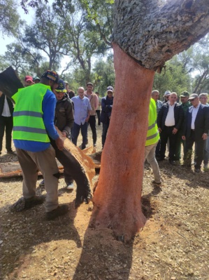 إطلاق الوكالة الوطنية للمياه والغابات برنامجًا لعصرنة المهن الغابوية عن بداية حملة جني الفلين إطلاق الوكالة الوطنية للمياه والغابات برنامجًا لعصرنة المهن الغابوية عن بداية حملة جني الفلين