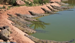 “كروكوبارك” أكادير تستقبل 16 تمساحا من حديقة حيوانات “أكواتيس” بلوزان “كروكوبارك” أكادير تستقبل 16 تمساحا من حديقة حيوانات “أكواتيس” بلوزان