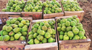 الإنتاج السنوي من التين بدكالة يقدر بأزيد من 8450 طن الإنتاج السنوي من التين بدكالة يقدر بأزيد من 8450 طن