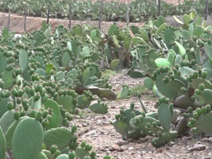 ارتفاع أسعار التين الشوكي: الحشرة القرمزية ترفع الأسعار لمستويات قياسية ارتفاع أسعار التين الشوكي: الحشرة القرمزية ترفع الأسعار لمستويات قياسية