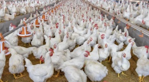 تصاعد اسعار لحوم الدواجن.. إلى أين؟ تصاعد اسعار لحوم الدواجن.. إلى أين؟