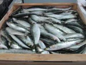 بعد اللحوم الحمراء أسعار السردين تشهد ارتفاعاً غير مسبوق بعد اللحوم الحمراء أسعار السردين تشهد ارتفاعاً غير مسبوق