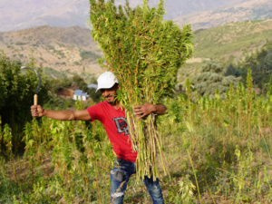 انطلاق أول موسم حصاد للقنب الهندي المقنن في قرية إيساغن الريفية انطلاق أول موسم حصاد للقنب الهندي المقنن في قرية إيساغن الريفية