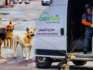 وزارة الداخلية تتصدى لظاهرة الكلاب الضالة: جهود مكثفة للحفاظ على الصحة العامة وزارة الداخلية تتصدى لظاهرة الكلاب الضالة: جهود مكثفة للحفاظ على الصحة العامة