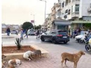 الكلاب الضالة تكلف وزارة الداخلية ميزانية كبيرة الكلاب الضالة تكلف وزارة الداخلية ميزانية كبيرة