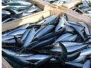 روسيا تعلق استيراد 56 طنا من السردين المغربي روسيا تعلق استيراد 56 طنا من السردين المغربي