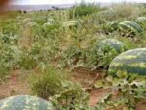 الدلاح" بين التغيرات المناخية ونذرة المياه الدلاح" بين التغيرات المناخية ونذرة المياه