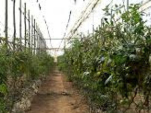 رغم الجفاف: المغرب يحقق نتائج مذهلة في مجال تصدير الفواكه والخضروات رغم الجفاف: المغرب يحقق نتائج مذهلة في مجال تصدير الفواكه والخضروات