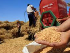 زيادة قياسية في واردات الحبوب وفقًا للفيدرالية الوطنية لتجار الحبوب والبقوليات زيادة قياسية في واردات الحبوب وفقًا للفيدرالية الوطنية لتجار الحبوب والبقوليات