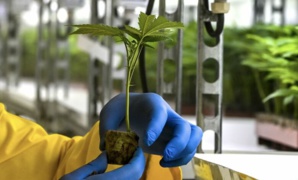 تاونات: تدشين أول معمل لتحويل القنب الهندي المشروع تاونات: تدشين أول معمل لتحويل القنب الهندي المشروع