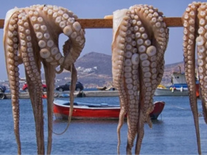 المغرب يوقف صيد الأخطبوط لمدة 75 يومًا المغرب يوقف صيد الأخطبوط لمدة 75 يومًا