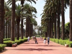 محمد مهيدية يضع حدًّا لزراعة النخيل في الدار البيضاء محمد مهيدية يضع حدًّا لزراعة النخيل في الدار البيضاء