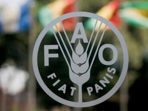 الفاو : 733 مليون شخص يعانون من الجوع عبر العالم الفاو : 733 مليون شخص يعانون من الجوع عبر العالم