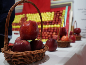 انطلاق فعاليات الملتقى الوطني للتفاح بميدلت انطلاق فعاليات الملتقى الوطني للتفاح بميدلت