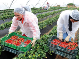 إسبانيا تفتح أبوابها لاستقطاب عمالة موسمية جديدة من المغرب إسبانيا تفتح أبوابها لاستقطاب عمالة موسمية جديدة من المغرب