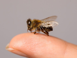 كيف أصبح سم النحل علاجًا طبيًا واعدًا في مختلف المجالات؟ كيف أصبح سم النحل علاجًا طبيًا واعدًا في مختلف المجالات؟