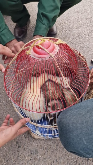 حجز مجموعة من الحيوانات البرية والزواحف كانت موجهة للبيع بشكل غير مشروع حجز مجموعة من الحيوانات البرية والزواحف كانت موجهة للبيع بشكل غير مشروع