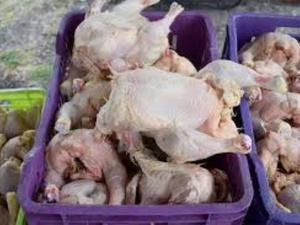 حملة أمنية تكشف مجزرة سرية للدجاج الفاسد بفاس: خطر يهدد صحة المستهلكين حملة أمنية تكشف مجزرة سرية للدجاج الفاسد بفاس: خطر يهدد صحة المستهلكين