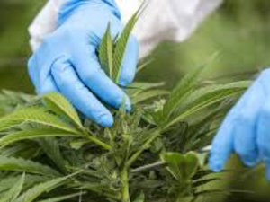 إنتاج أول دواء مغربي مستخلص من القنب الهندي لعلاج مرضى الصرع إنتاج أول دواء مغربي مستخلص من القنب الهندي لعلاج مرضى الصرع