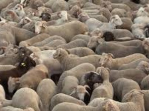 إحصاء شامل للأغنام والماعز بجهة الدار البيضاء-سطات: خطوة نحو تطوير القطاع إحصاء شامل للأغنام والماعز بجهة الدار البيضاء-سطات: خطوة نحو تطوير القطاع