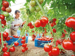 المغرب يواصل تعزيز مكانته كأكبر مصدر للطماطم إلى الاتحاد الأوروبي المغرب يواصل تعزيز مكانته كأكبر مصدر للطماطم إلى الاتحاد الأوروبي