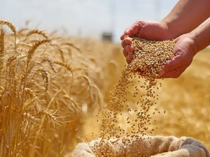 روسيا تصدر 900 ألف طن من القمح اللين إلى المغرب في موسم 2023/2024 روسيا تصدر 900 ألف طن من القمح اللين إلى المغرب في موسم 2023/2024