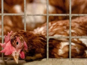 الولايات المتحدة تسجل أول حالة وفاة بشرية بسبب إنفلونزا الطيور الولايات المتحدة تسجل أول حالة وفاة بشرية بسبب إنفلونزا الطيور