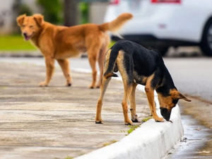 القنيطرة تسجل أكثر من 500 إصابة جراء هجمات الكلاب الضالة القنيطرة تسجل أكثر من 500 إصابة جراء هجمات الكلاب الضالة