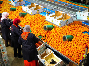 المغرب يحافظ على مركزه الرابع بين أكبر مصدري البرتقال إلى الولايات المتحدة المغرب يحافظ على مركزه الرابع بين أكبر مصدري البرتقال إلى الولايات المتحدة