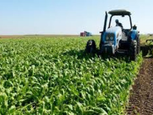 أمطار يناير تنعش آمال الفلاحين وتخفف من معاناة الجفاف أمطار يناير تنعش آمال الفلاحين وتخفف من معاناة الجفاف