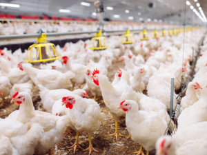 البواري يعزو غلاء لحوم الدجاج لارتفاع أسعار الكتكوت في السوق البواري يعزو غلاء لحوم الدجاج لارتفاع أسعار الكتكوت في السوق