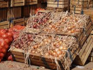 المغرب يحقق رقمًا قياسيًا في تصدير البصل إلى الإمارات المغرب يحقق رقمًا قياسيًا في تصدير البصل إلى الإمارات