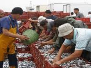 الإنتاج الوطني للمنتجات البحرية يسجل 1.42 مليون طن في 2024 الإنتاج الوطني للمنتجات البحرية يسجل 1.42 مليون طن في 2024