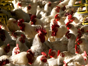 أسعار الدواجن في رمضان 2025 : استقرار يخفف العبء على المستهلكين أسعار الدواجن في رمضان 2025 : استقرار يخفف العبء على المستهلكين