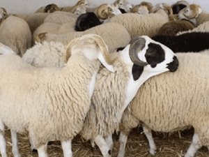 السلالة البيضاء للأغنام بجهة الشرق: خزان استراتيجي لمواجهة تحديات الجفاف وتعزيز الاقتصاد المحلي السلالة البيضاء للأغنام بجهة الشرق: خزان استراتيجي لمواجهة تحديات الجفاف وتعزيز الاقتصاد المحلي