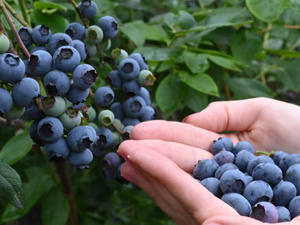 المغرب يكتسح أسواق ماليزيا وسنغافورة بصادرات التوت الأزرق المغرب يكتسح أسواق ماليزيا وسنغافورة بصادرات التوت الأزرق