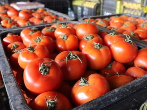 متجاوزًا إسبانيا : المغرب يعزز مكانته كثاني أكبر مورد للطماطم في أوروبا متجاوزًا إسبانيا : المغرب يعزز مكانته كثاني أكبر مورد للطماطم في أوروبا