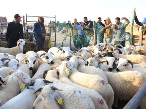 بين الاستدامة والإنتاجية.. كيف سيغير القرار الملكي وجه قطاع المواشي؟ بين الاستدامة والإنتاجية.. كيف سيغير القرار الملكي وجه قطاع المواشي؟