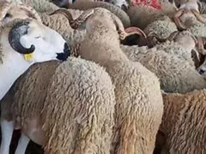 تدهور أسعار الأغنام بجهة الشرق: الكسابة بين أزمة اقتصادية ومطالب بالدعم الحكومي تدهور أسعار الأغنام بجهة الشرق: الكسابة بين أزمة اقتصادية ومطالب بالدعم الحكومي