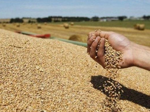 المغرب يستورد 31 ألف طن من القمح الروسي في فبراير 2025 المغرب يستورد 31 ألف طن من القمح الروسي في فبراير 2025