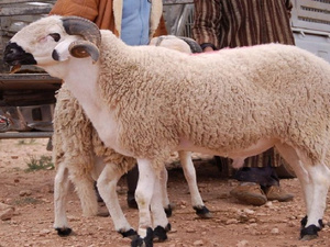 جدل حول تأثير المضادات الحيوية على لحوم الماشية بالمغرب جدل حول تأثير المضادات الحيوية على لحوم الماشية بالمغرب