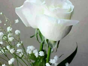 ( ما وراء الشعارات ) ؟؟؟ ( ما وراء الشعارات ) ؟؟؟