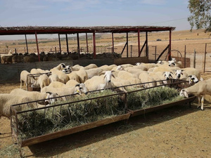 التساقطات المطرية تُنعش آمال "الكسابة" بعد إلغاء نحر الأضاحي التساقطات المطرية تُنعش آمال "الكسابة" بعد إلغاء نحر الأضاحي