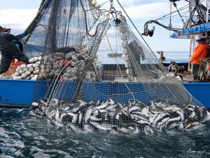 مفرغات الصيد البحري بميناء طرفاية ترتفع بنسبة 34% في يناير الماضي مفرغات الصيد البحري بميناء طرفاية ترتفع بنسبة 34% في يناير الماضي