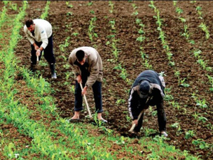 التساقطات المطرية الأخيرة تنعش آمال الفلاحين بموسم فلاحي واعد في إقليم الجديدة التساقطات المطرية الأخيرة تنعش آمال الفلاحين بموسم فلاحي واعد في إقليم الجديدة