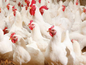 تلاعب بأسعار الدواجن.. ضيعات كبرى تحت مجهر التحقيق تلاعب بأسعار الدواجن.. ضيعات كبرى تحت مجهر التحقيق