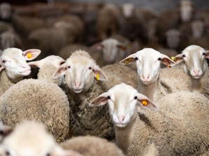 الحكومة تقرر حظر ذبح إناث الأغنام والماعز حفاظاً على استدامة القطاع الفلاحي الحكومة تقرر حظر ذبح إناث الأغنام والماعز حفاظاً على استدامة القطاع الفلاحي